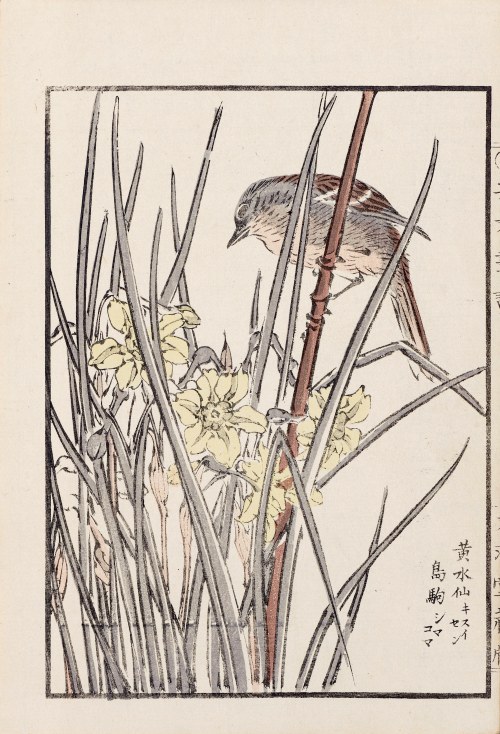 Ptak i irysy, Kioto, 1890, Kikuchi Hobun