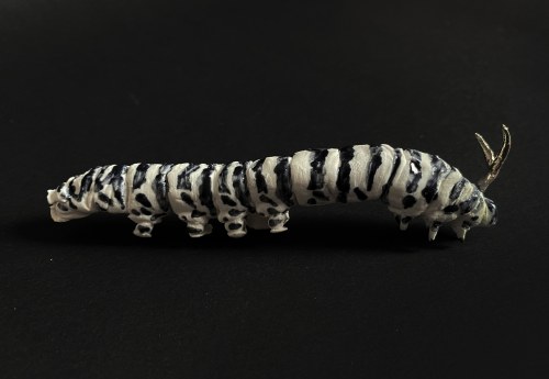 Papilio machaon, Lena Achtelik