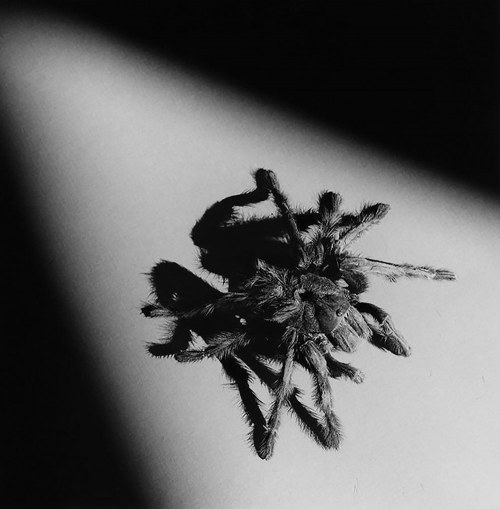 Tarantula, Robert Mapplethorpe