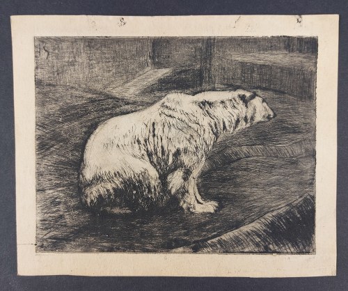 Grafika, niedźwiedź polarny, lata 50-te XX w. (?), M. Wodzińska