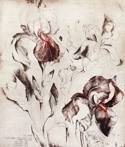 Irysy 9 (edycja 5/90), 1983, Daniela Havlíčková