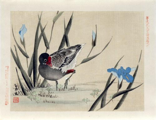 Kioto), Łyska wśród błękitnych irysów, wyd. Aoki Kôsaburô, Japonia/Osaka, 1892, Keibun Matsumura