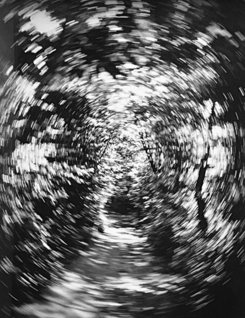 Wir z cyklu Drzewa 1/1, 1968, Paweł Pierściński