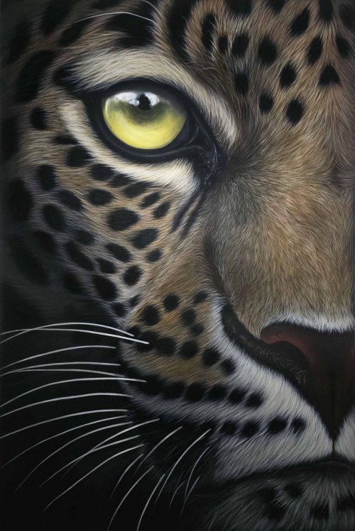 Lyra z cyklu Wild Eyes, 2025, Paulina Wróblewska