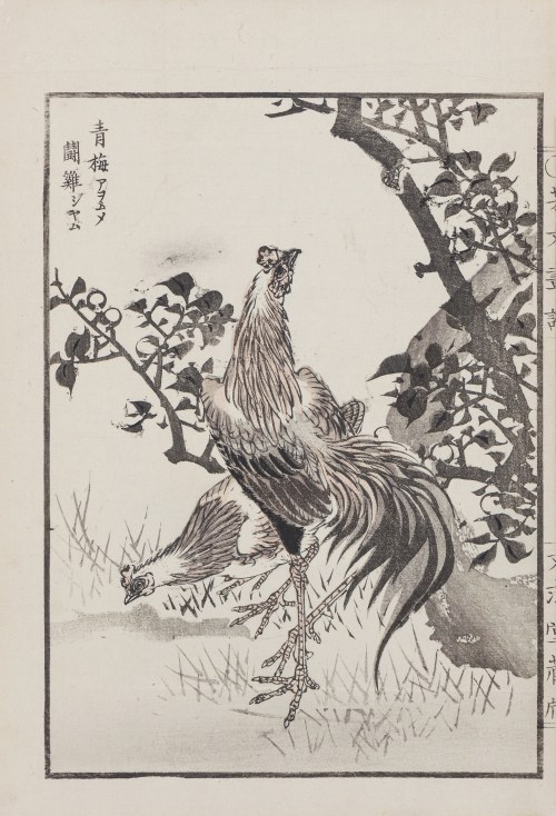Kogut i kura w cieniu śliwy, z serii: „Hobun gafu”, wyd. Tanaka Jihē, Kioto/Japonia, 1890 r., Kikuchi Hobun