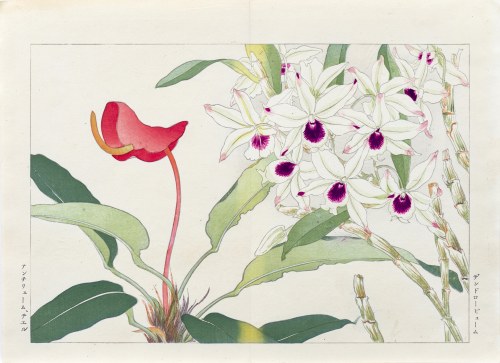 Anturium i dendrobium, wyd. Unsodo, Kioto/Japonia, 1917 r., Tanigami Konan