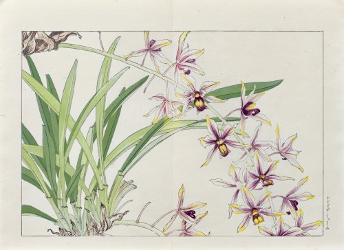 Laelia, wyd. Unsodo, Kioto/Japonia, 1917 r., Tanigami Konan