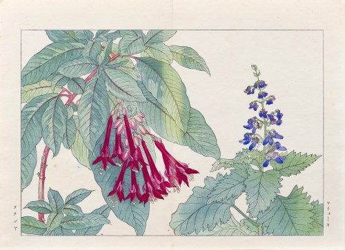 Fuksja, wyd. Unsodo, Kioto/Japonia, 1917 r., Tanigami Konan