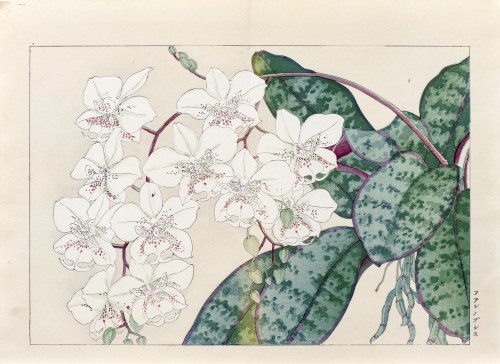 Falenopsis - orchidea, wyd. Unsodo, Kioto/Japonia, 1917 r., Tanigami Konan