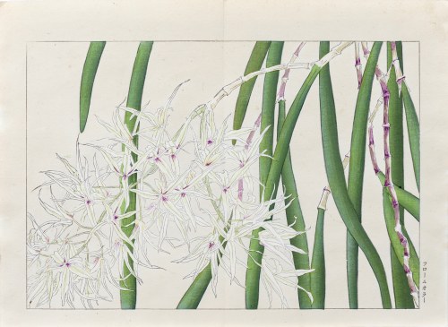 Laelia Orchidea, wyd. Unsodo, Kioto/Japonia, 1917 r., Tanigami Konan