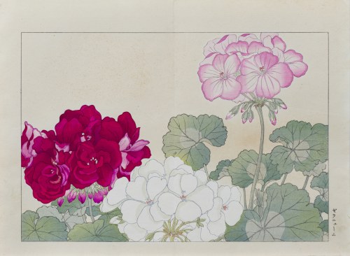 Pelargonia, wyd. Unsodo, Kioto/Japonia, 1917 r., Tanigami Konan