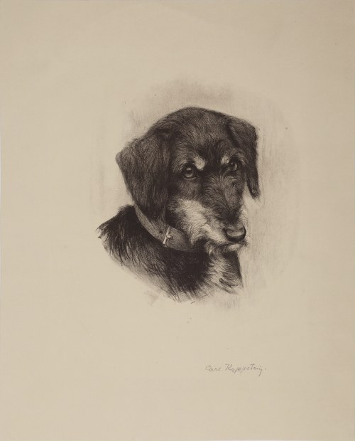 Jamnik szorstkowłosy, pocz. XX w., Carl Kappstein