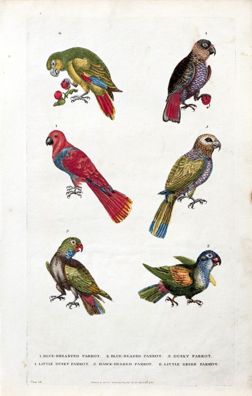 Papugi, z Nowego Słownika Historii Naturalnej, wyd. Harrison & Co, Londyn/Anglia, 1784 r., William Frederic Martyn