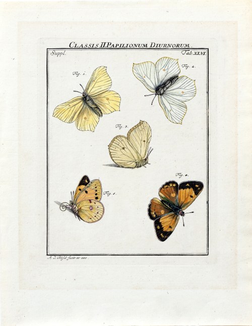 Motyle, z „Insecten Amusement”, wyd. Johann Joseph Fleischmann, Norymberga, 1746-1749 r., August Johann Rösel von Rosenhof