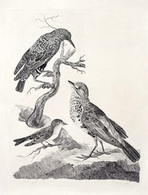 Ptaki, z Zoologii brytyjskiej Thomasa Pennanta, ok. 1770-90 r., Peter Mazell