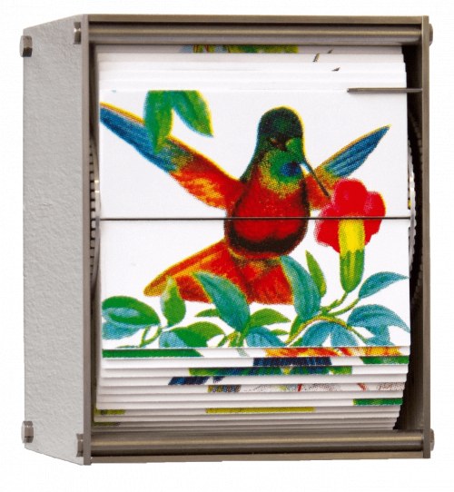Ornithology J, 2018, Juan Fontanive