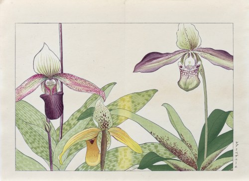Storczyk sabotek, wyd. Unsodo, Kioto/Japonia, 1917 r., Tanigami Konan