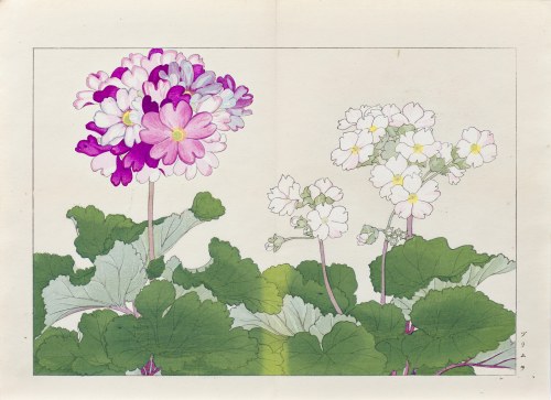 Pierwiosnek, wyd. Unsodo, Kioto/Japonia, 1917 r., Tanigami Konan