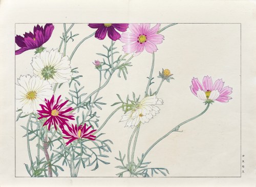 Kosmos pierzasty, wyd. Unsodo, Kioto/Japonia, 1917 r., Tanigami Konan