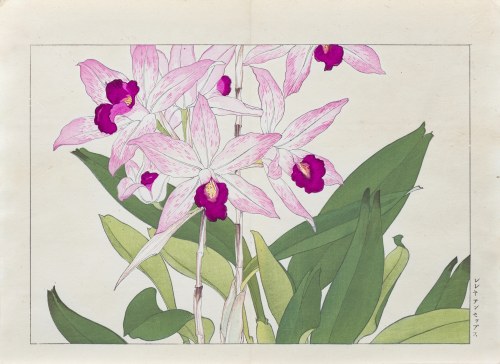 Laelia anceps, wyd. Unsodo, Kioto/Japonia, 1917 r., Tanigami Konan