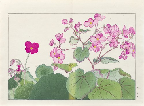 Begonia, wyd. Unsodo, Kioto/Japonia, 1917 r., Tanigami Konan