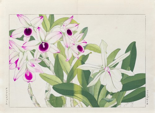 Dendrobium i laelia, wyd. Unsodo, Kioto/Japonia, 1917 r., Tanigami Konan