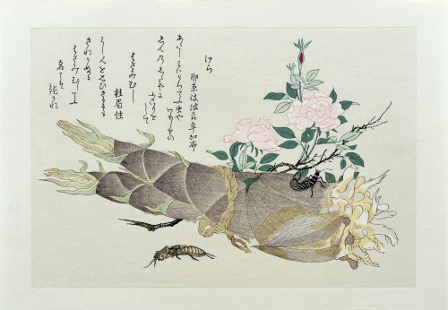 Turkuć podjadek i skorek, z serii: Album wybranych owadów, wyd. Ukiyo-e Hanga Kanko Kai, Japonia/Tokio, okres Showa (po 1960 r.), Kitagawa Utamaro