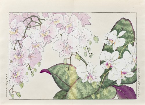 Falenopsis, wyd. Unsodo, Kioto/Japonia, 1917 r., Tanigami Konan