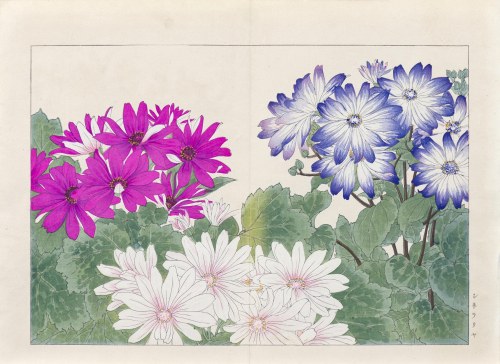 Cyneraria, wyd. Unsodo, Kioto/Japonia, 1917 r., Tanigami Konan