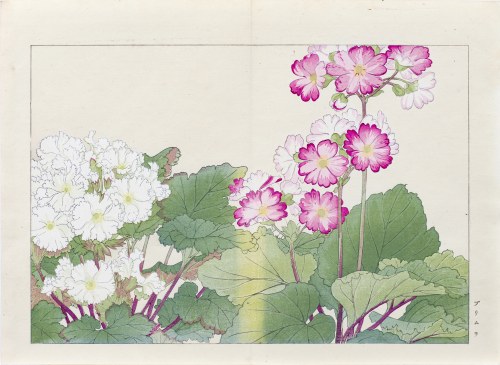 Pierwiosnek, wyd. Unsodo, Kioto/Japonia, 1917 r., Tanigami Konan