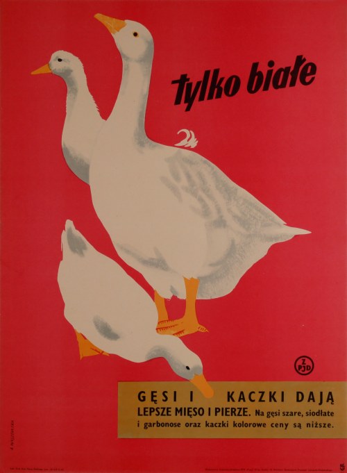 Tylko białe gęsi i kaczki dają lepsze mięso i pierze. Na gęsi szare, siodłate i garbonose oraz kaczki kolorowe kaczki sa niższe, Alicja Laurman-Waszewska