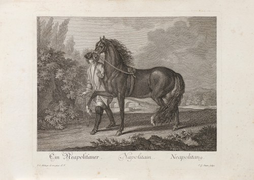 John Gottfried Seuter (1717-1809), Koń neapolitański, z serii: Konie według ras, ok. 1770 r., Johann Elias Ridinger