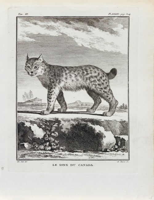 Georges-Louis Le Clerc, hrabia de Buffon (1707 - 1788), Ryś kanadyjski, z: Historia naturalna, wyd. J. Schneider, Amsterdam, 1784 r., Jacques de Sève