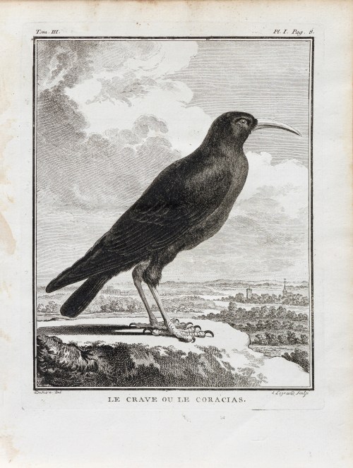 Georges-Louis Le Clerc, hrabia de Buffon (1707 - 1788), Wrończyk, z: Historia naturalna, wyd. J. Schneider, Amsterdam, 1780 r., Jacques de Sève