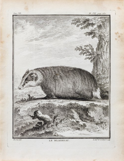 Georges-Louis Le Clerc, hrabia de Buffon (1707 - 1788), Borsuk, z: Historia naturalna, wyd. J. Schneider, Amsterdam, ok. 1780 r., Jacques de Sève