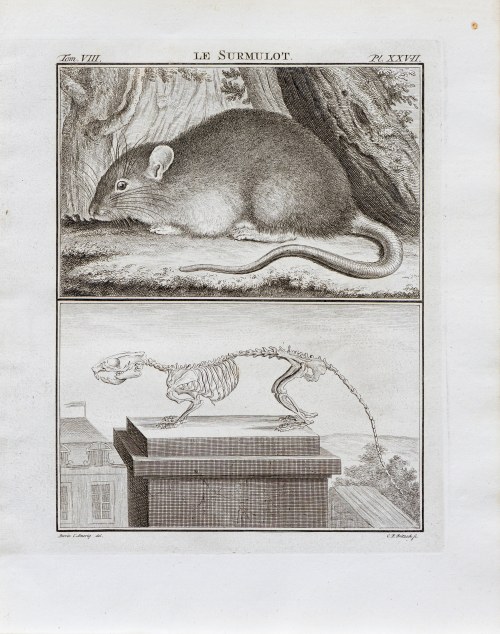 Georges-Louis Le Clerc, hrabia de Buffon (1707 - 1788), Szczur, z: Historia naturalna, wyd. J. Schneide, Amsterdam, 1776 r., Buvée l'Amériquain