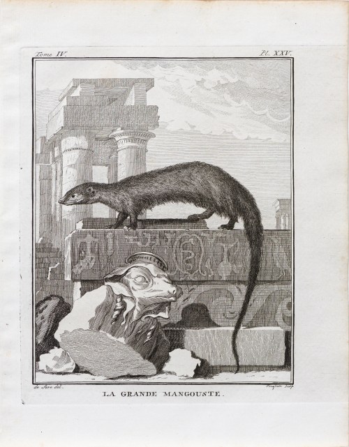 Georges-Louis Le Clerc, hrabia de Buffon (1707 - 1788), Mangusta egipska, z: Historia naturalna, wyd. J. Schneider, Amsterdam, 1784 r., Jacques de Sève