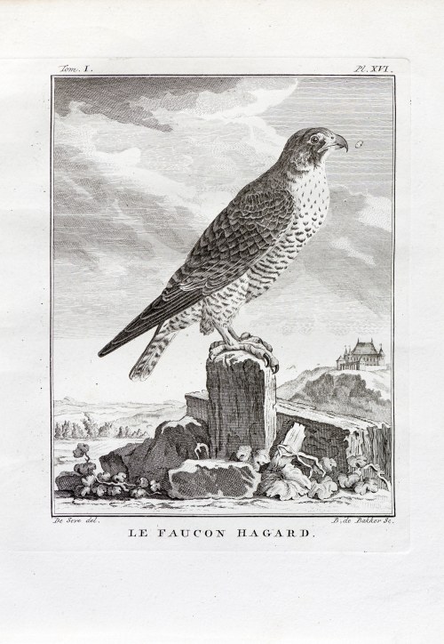 Georges-Louis Le Clerc, hrabia de Buffon (1707 - 1788), Sokół, z: Historia naturalna, wyd. J. Schneider, Amsterdam, ok. 1780 r., Jacques de Sève