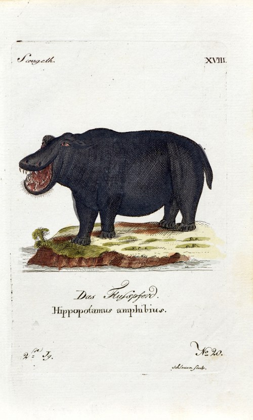 Hipopotam, ok. 1790 r., Johann David Schleuen