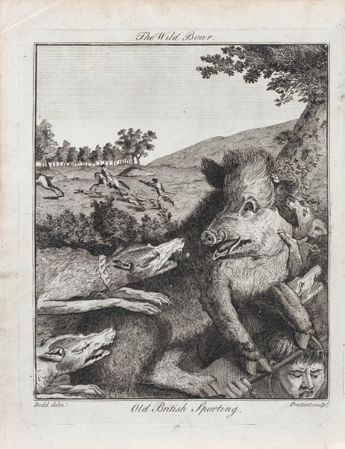 Thomas Prattent (c.1764 - 1841), Dzik. Stary sport brytyjski, z: Słownik rozrywek i zabaw dla brytyjskich sportowców, szlachciców, dżentelmenów i rolników, wyd. Londyn/Anglia, 1792 r., Daniel Dodd