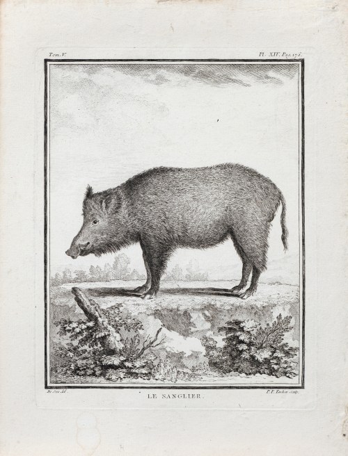 Pierre François Tardieu (1711-1771), Dzik, z: Historia naturalna, wyd. 1771 r., Jacques de Sève