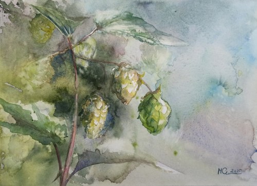 Humulus Lupulus, 2021, Marta Ciućka