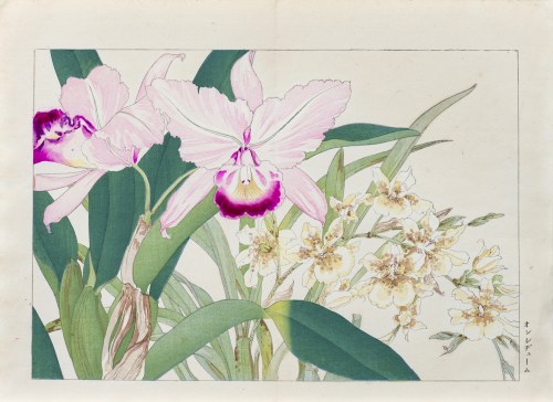 Oncidium - storczyk motylnik, wyd. Unsodo, Kioto/Japonia, 1917 r., Tanigami Konan