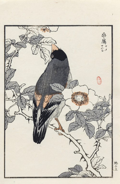Grubodziób japoński, wyd. Ōkura Magobei, Tokio/Japonia, 1881 r., Kōno Bairei