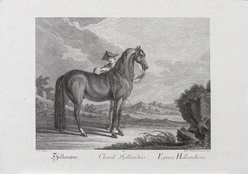 Koń holenderski, z serii: Konie według ras, wyd. Augsburg, ok. 1770 r., Johann Elias Ridinger