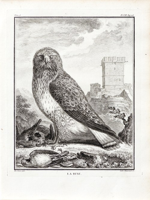 Georges-Louis Le Clerc, hrabia de Buffon (1707 - 1788), Myszołów, z: Historia naturalna, wyd. J.H. Schneider, Amsterdam, ok. 1780 r., Jacques de Sève