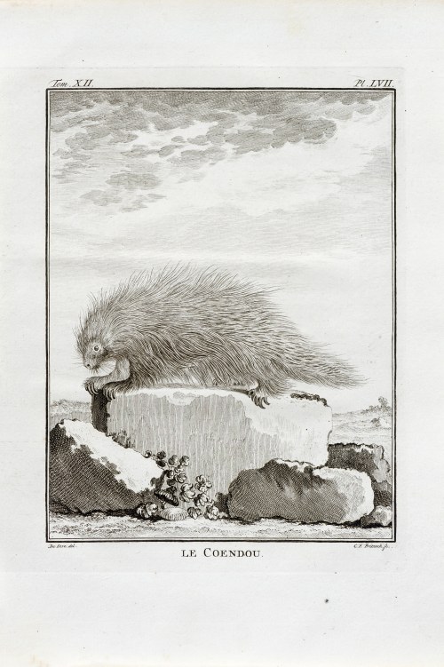 Georges-Louis Le Clerc, hrabia de Buffon (1707 - 1788), Koendu, z: Historia naturalna, wyd. J.H. Schneider, Amsterdam, ok. 1770 r., Jacques de Sève