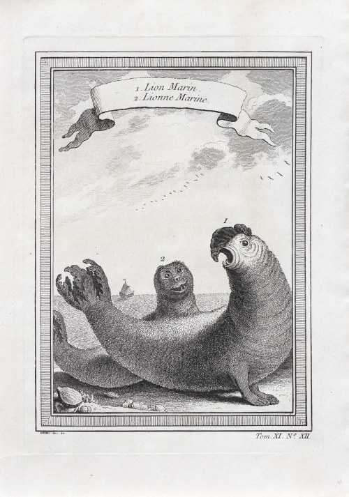 Lew morski i lwica, wyd. Pierre de Hondt, Haga, ok. 1750 r., Pierre-Quentin Chedel