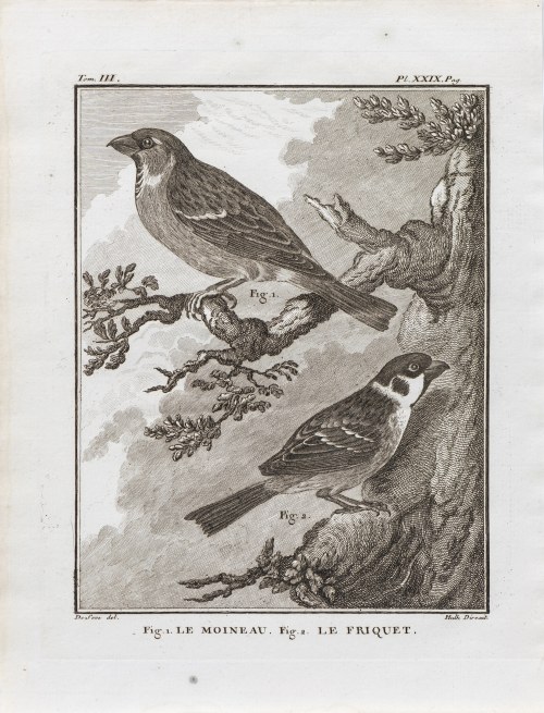 Georges-Louis Le Clerc, hrabia de Buffon (1707 - 1788), Wróbel i mazurek, z: Historia naturalna, wyd. J.H. Schneider, Amsterdam, ok. 1780 r., Jacques de Sève