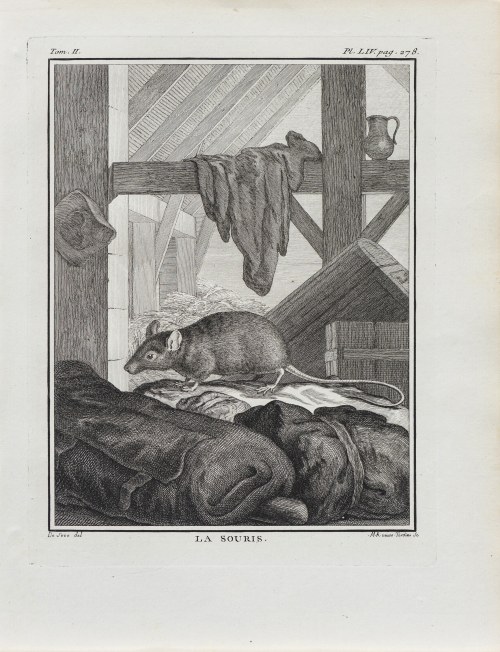 Georges-Louis Le Clerc, hrabia de Buffon (1707 - 1788), Mysz, z: Historia naturalna, wyd. J.H. Schneider, Amsterdam, ok. 1780 r., Jacques de Sève
